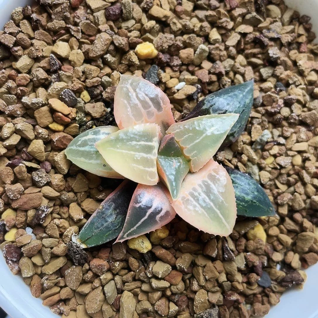 糊斑酒吞童子锦十二卷