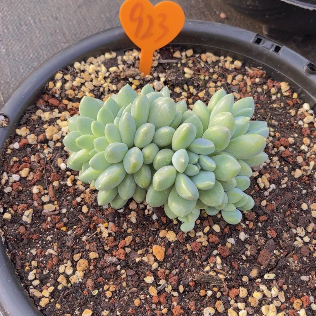 安**身923号多肉植物一物一拍