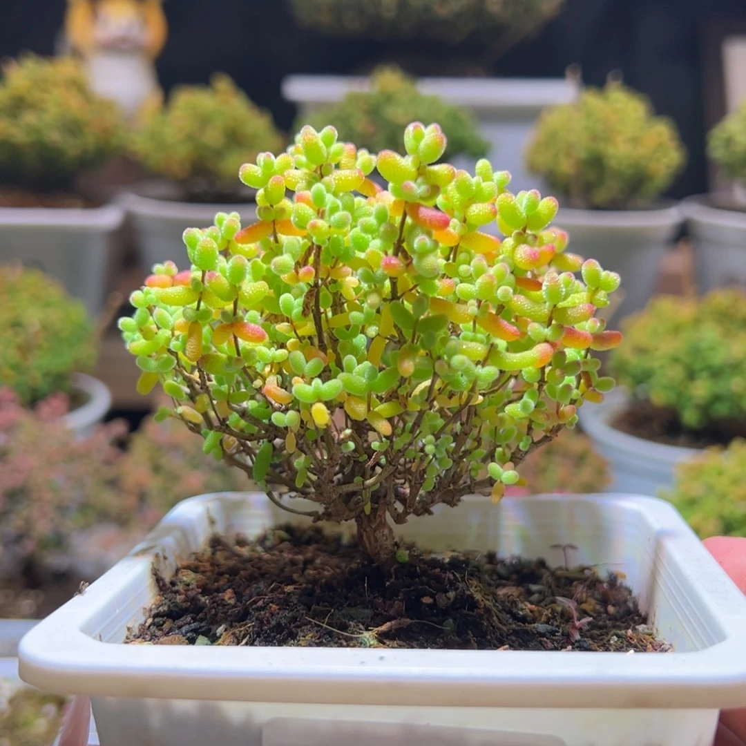 225蜜橘一物一拍带盆土发货