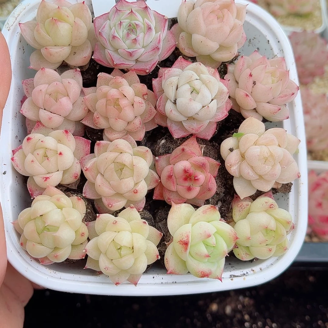 1-609新疆西藏内蒙不发包邮2-3公分12.8包邮多肉