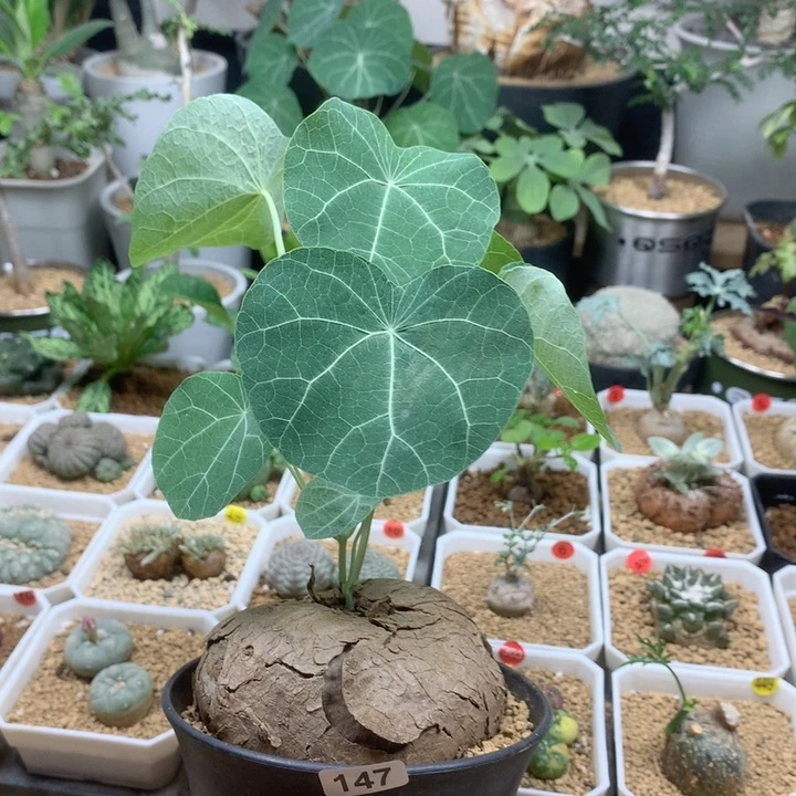 蓝叶立滕山乌龟带盆147