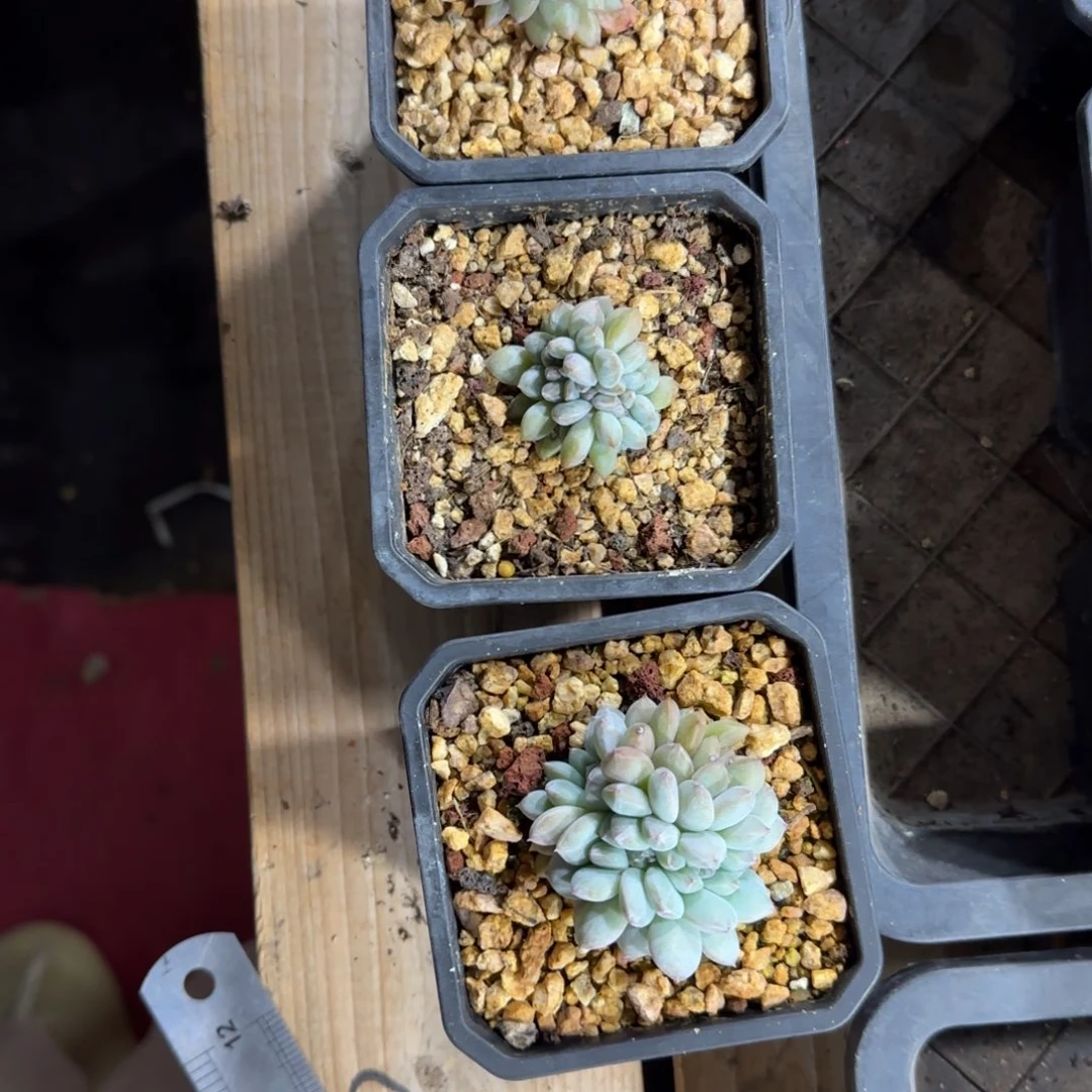 望***安三颗缀化一物一拍