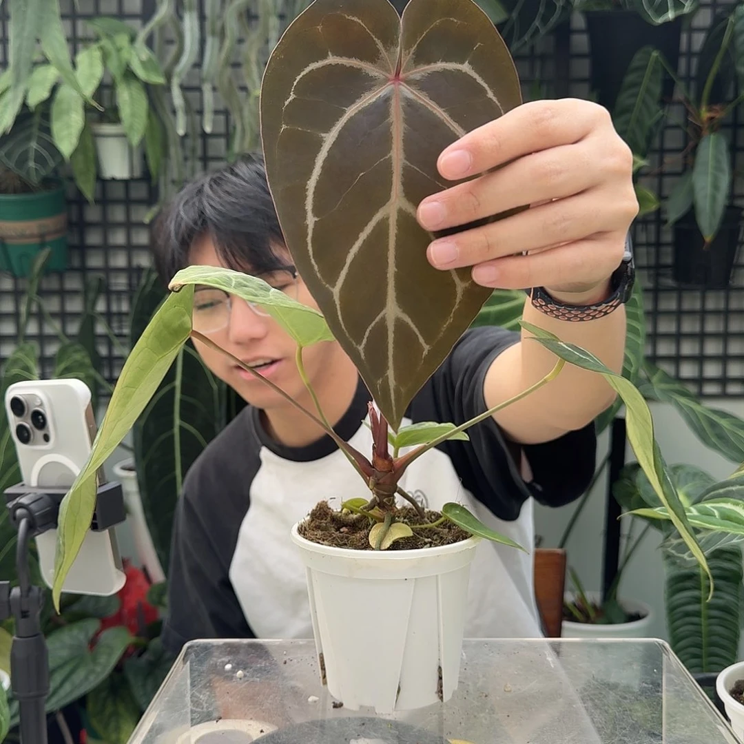 完全开放D76红水晶杂绿丝绒