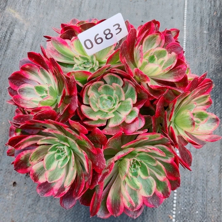 新品赤子心特价多肉