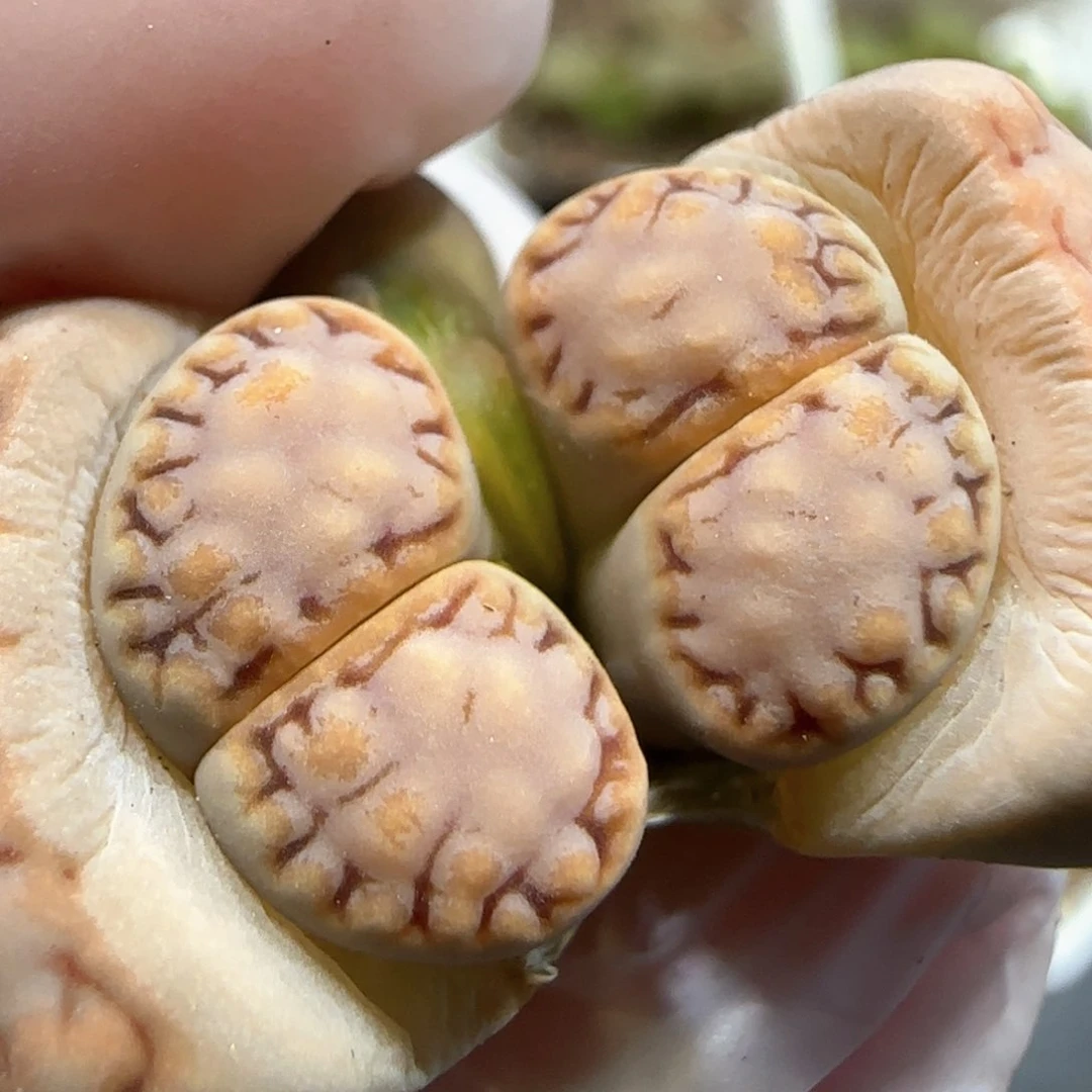 3.7。217饼干 5017