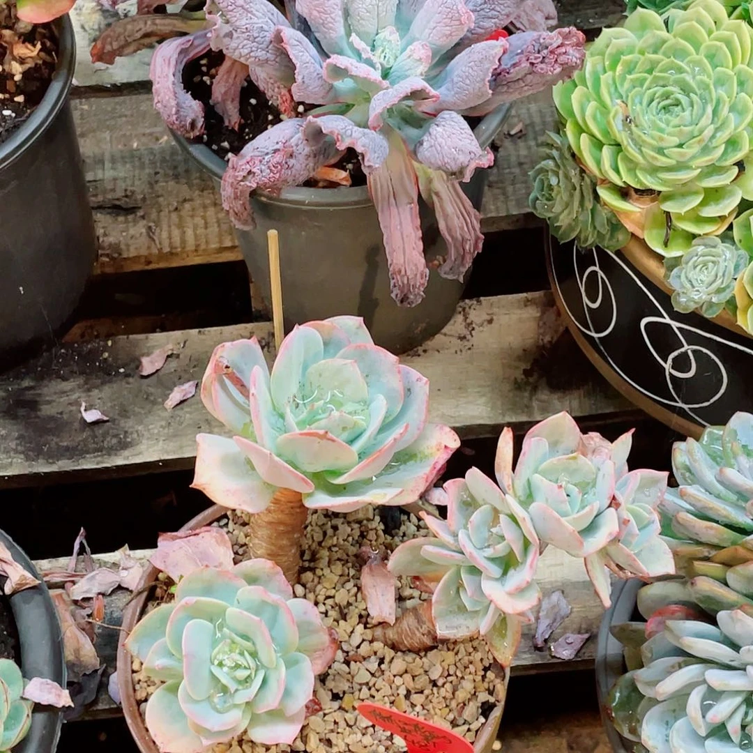 我和我的世界，男爵，血凤