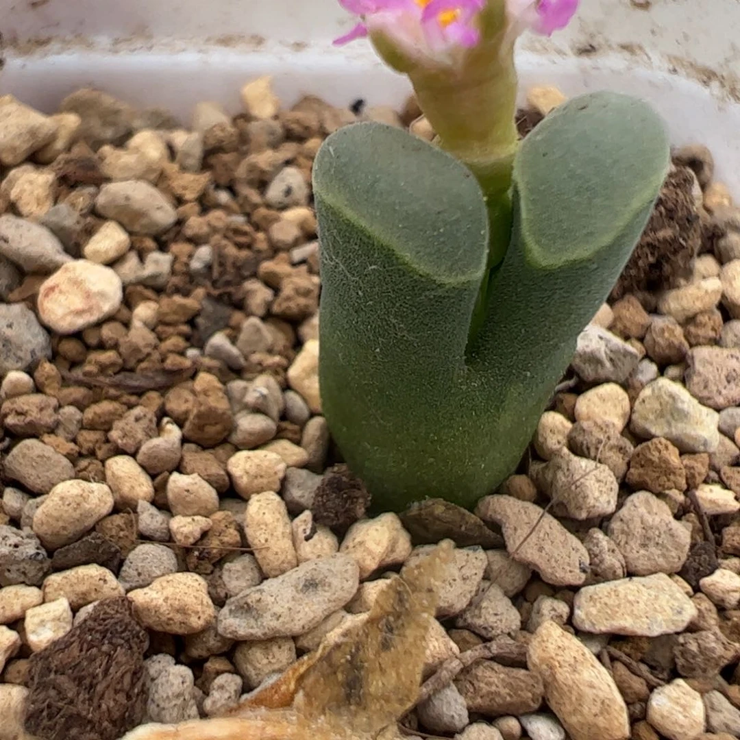 12 好看的多肉冲冲冲