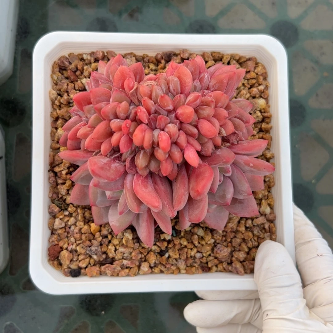 艾丽儿缀化多肉植物