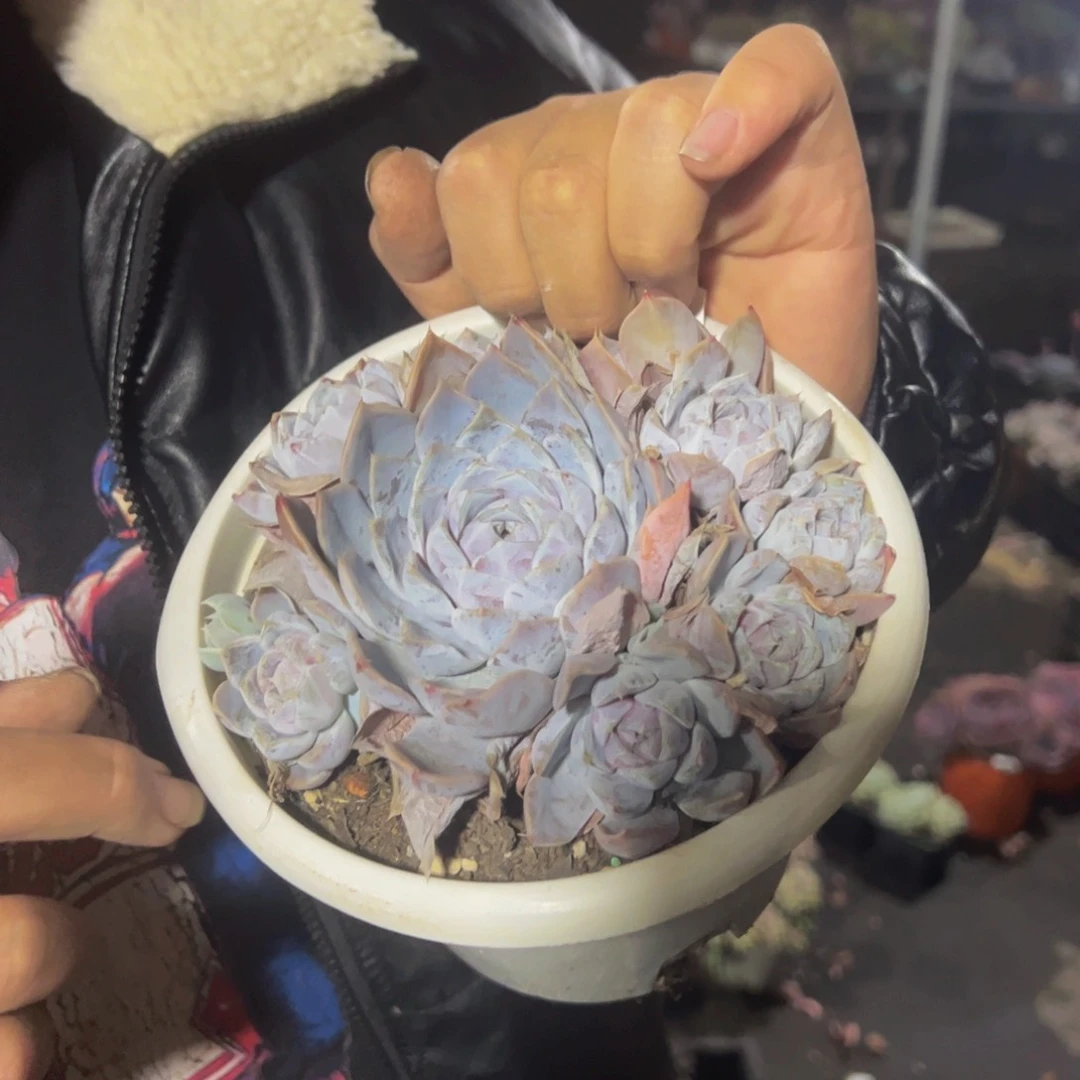 雪兔单头带手捧多肉