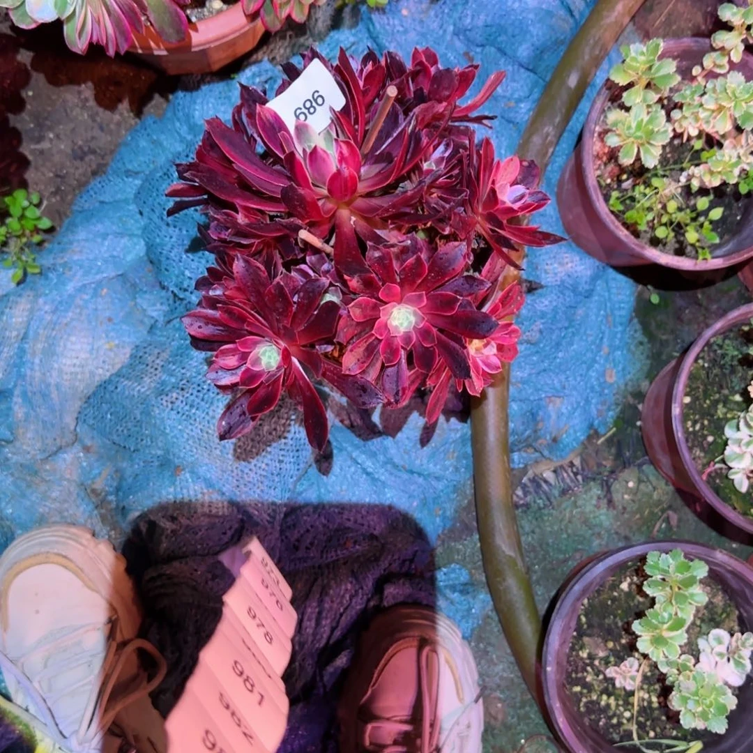 白婚纱法师多肉686