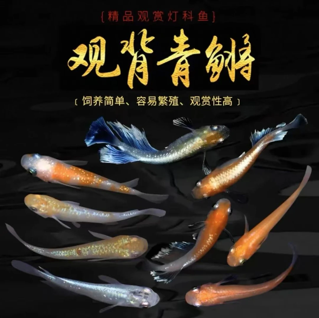 观背青鳉一物一拍