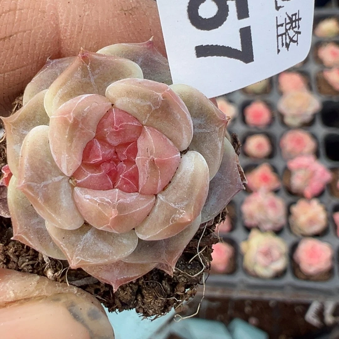 小卡拉米糖心一物一拍20-57