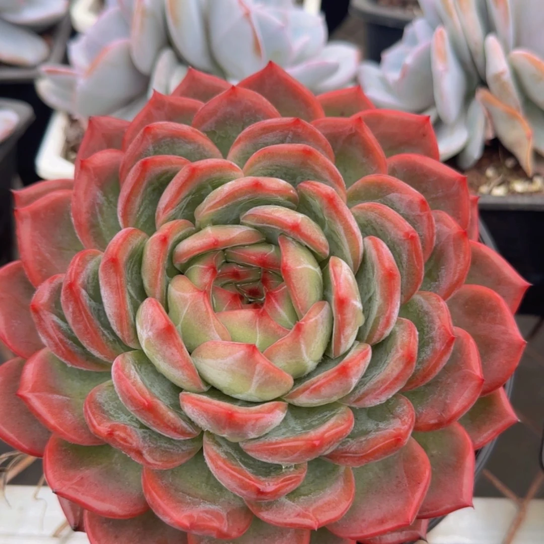 【闪购商品】母本大红鸾39.9