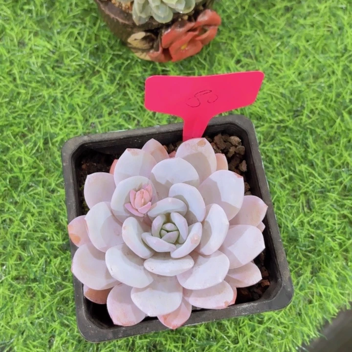 彩****店我的小可爱们都好可爱