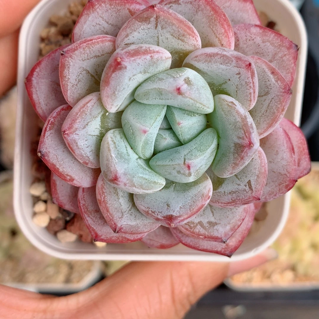 99维特58包邮  群生不包整