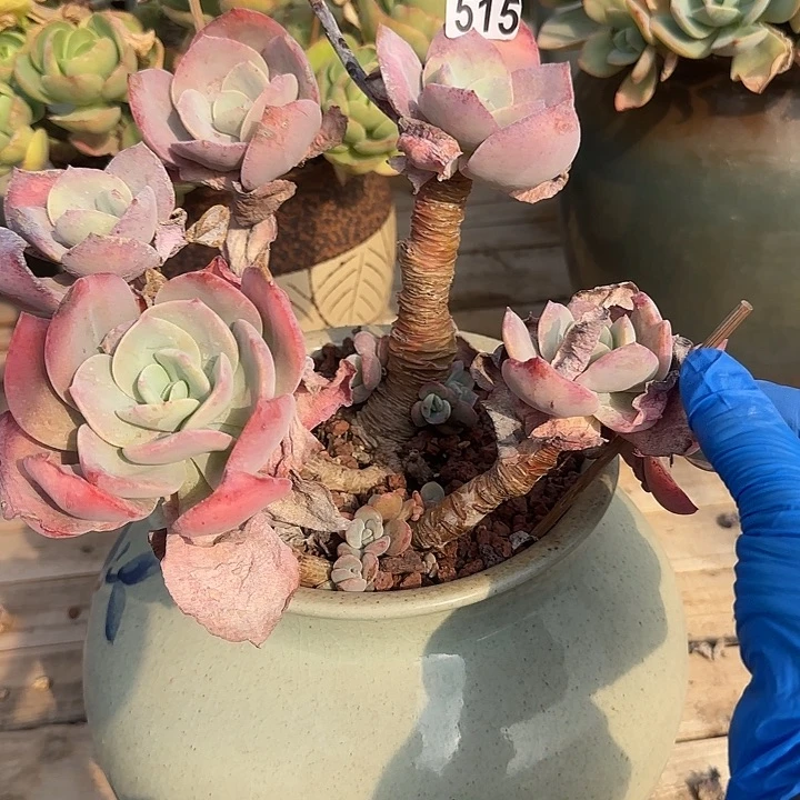 小*515不售后血凤白凤脱土发货不退不换