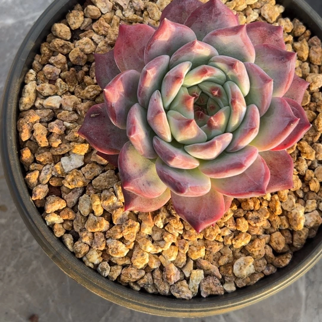 张张精品多肉甄选原卡