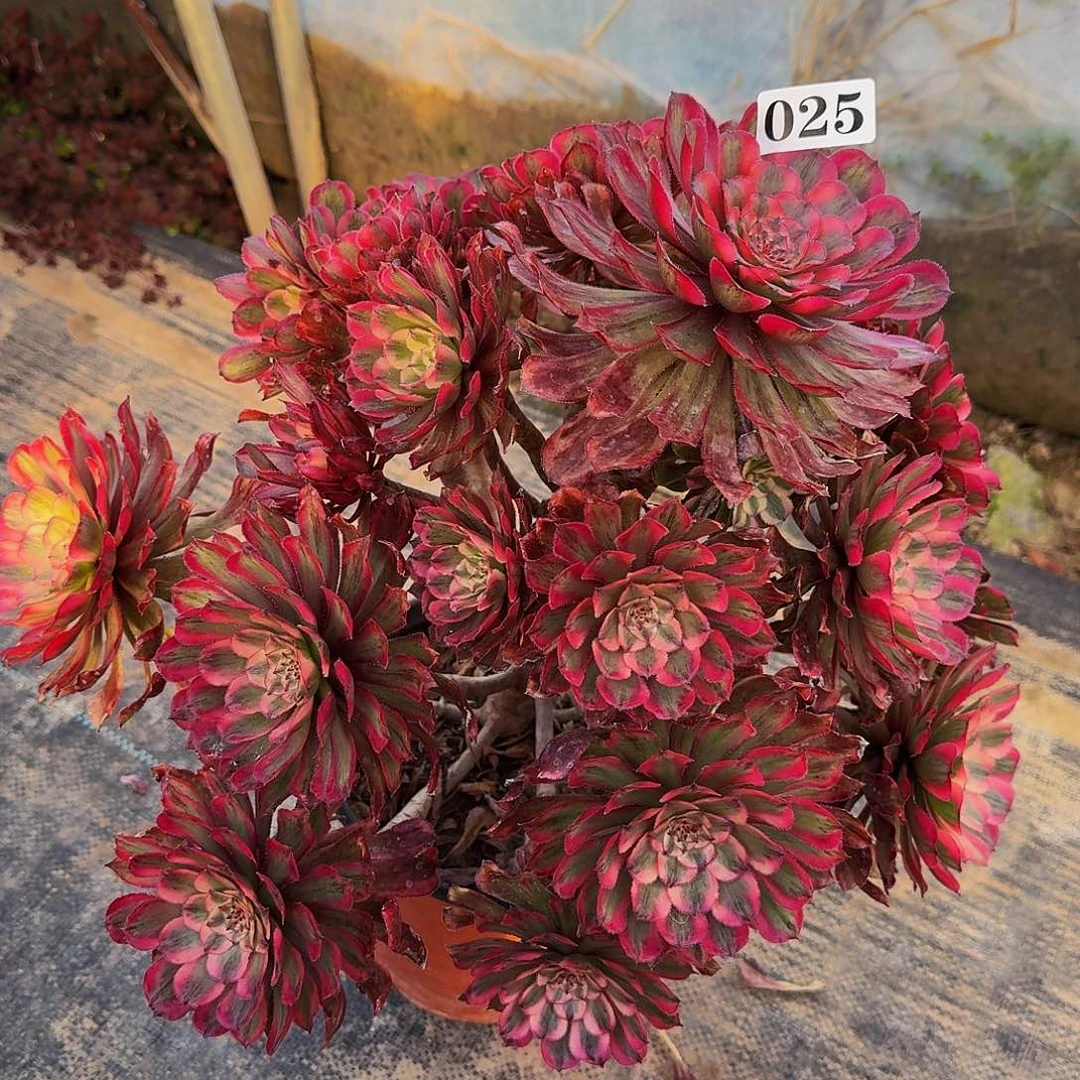 025粉霞有断枝多肉植物