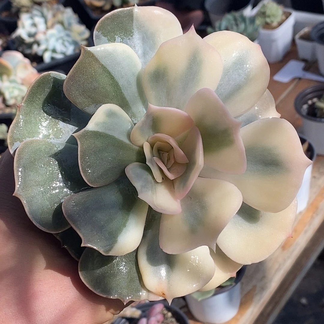 双子座锦 小方花圃一物一拍