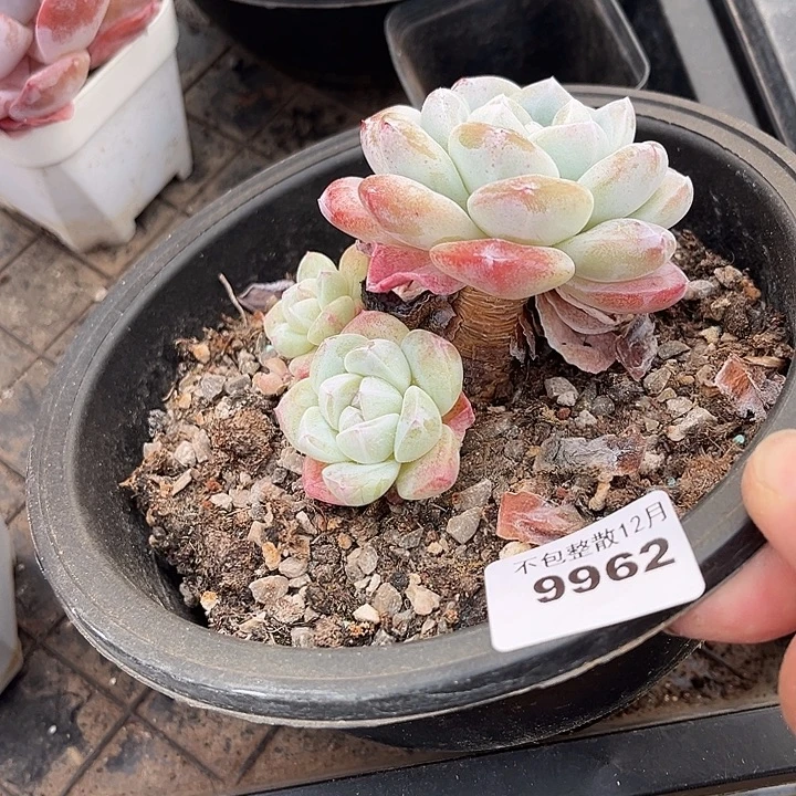 阿雅园艺。      9962