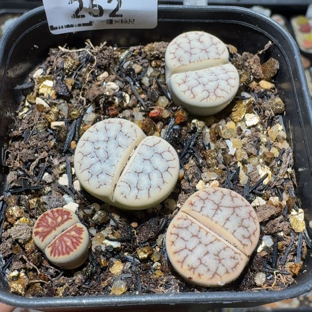 P***0Sssss精品生石花252