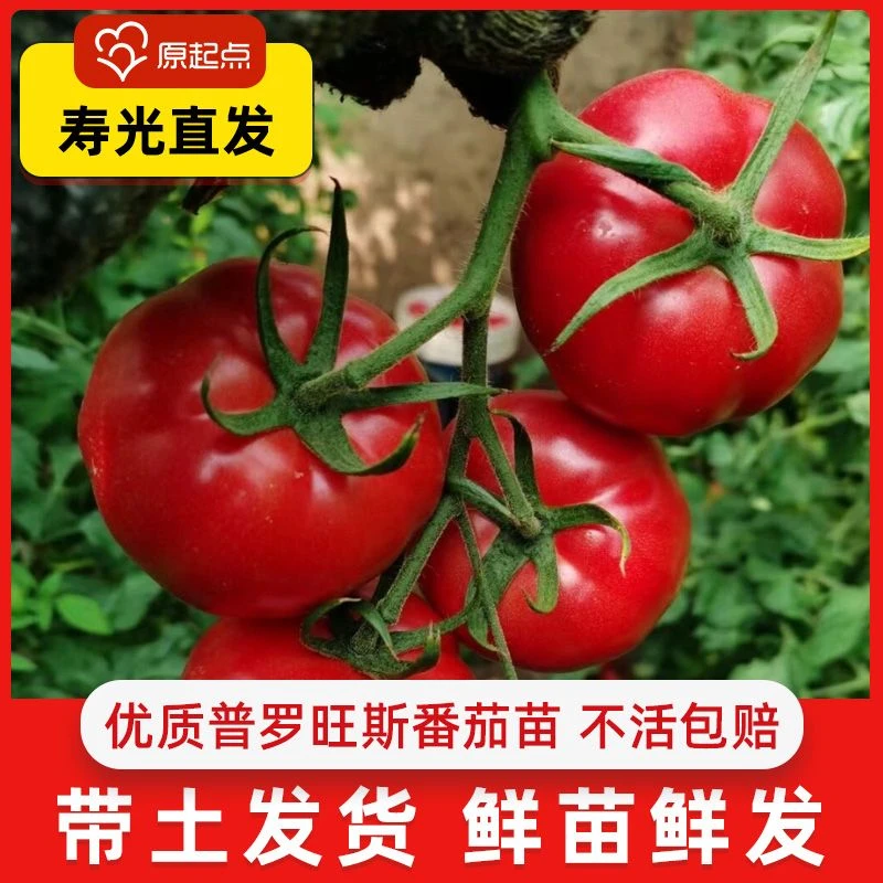 普罗旺斯番茄苗沙瓤大粉西红柿种子种苗蔬菜苗四季庭院阳台