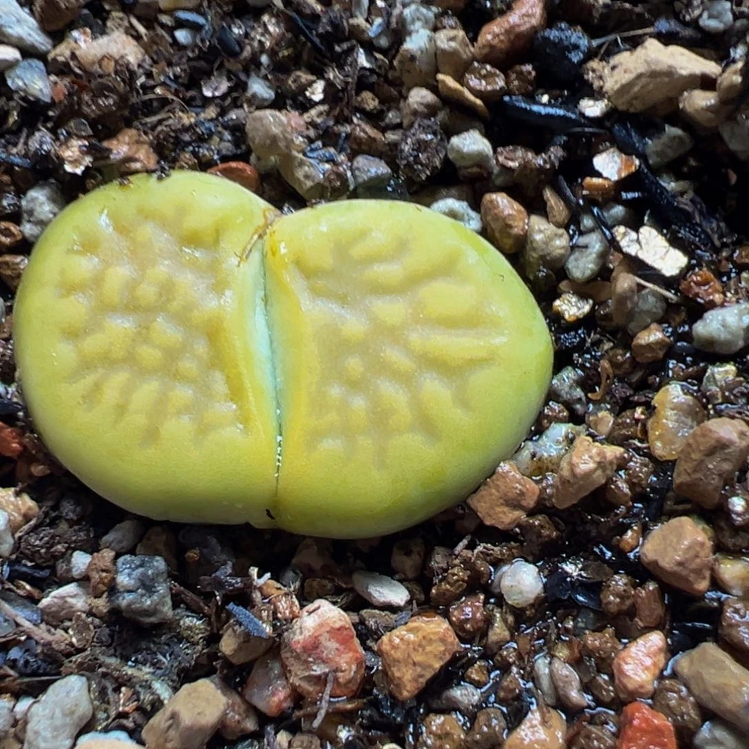 母本巴黎带盆多肉植物