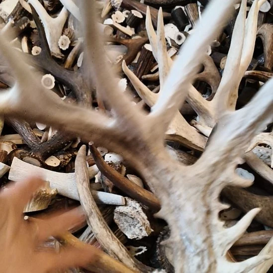 菜***羊鹿角鹿角鹿角鹿角鹿角鹿角