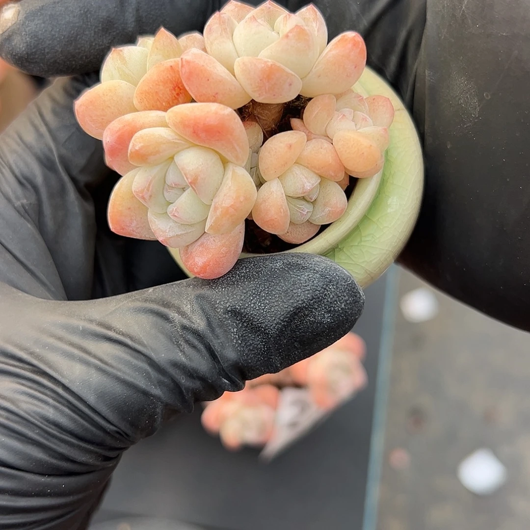 安***.2807，五头冰玉带盆发的