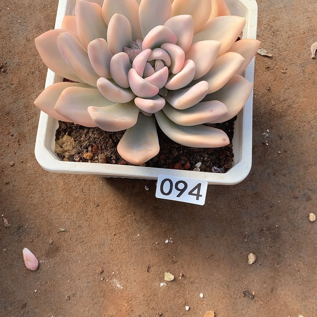 094 一物一拍多肉