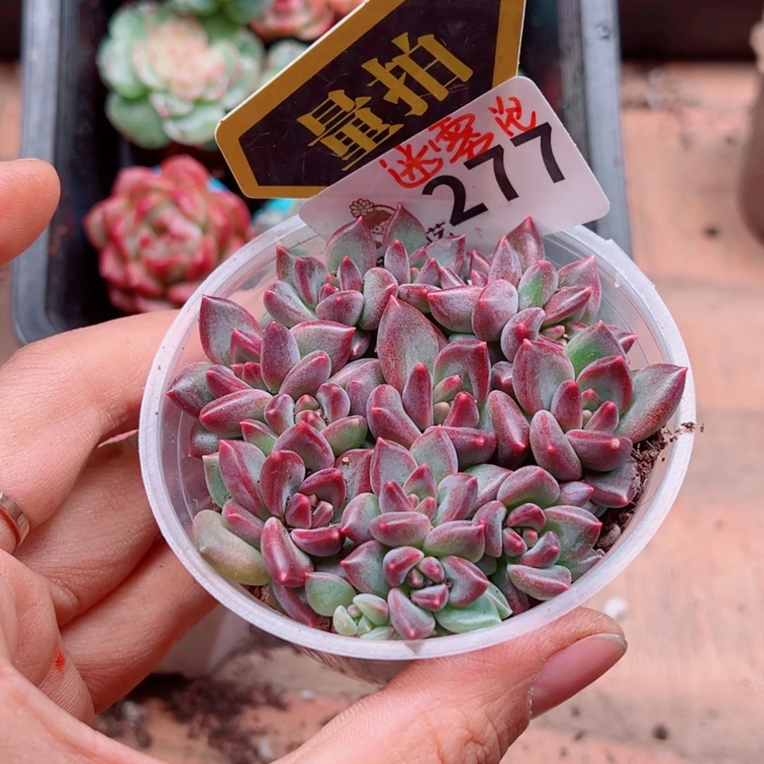 多肉植物多肉植物