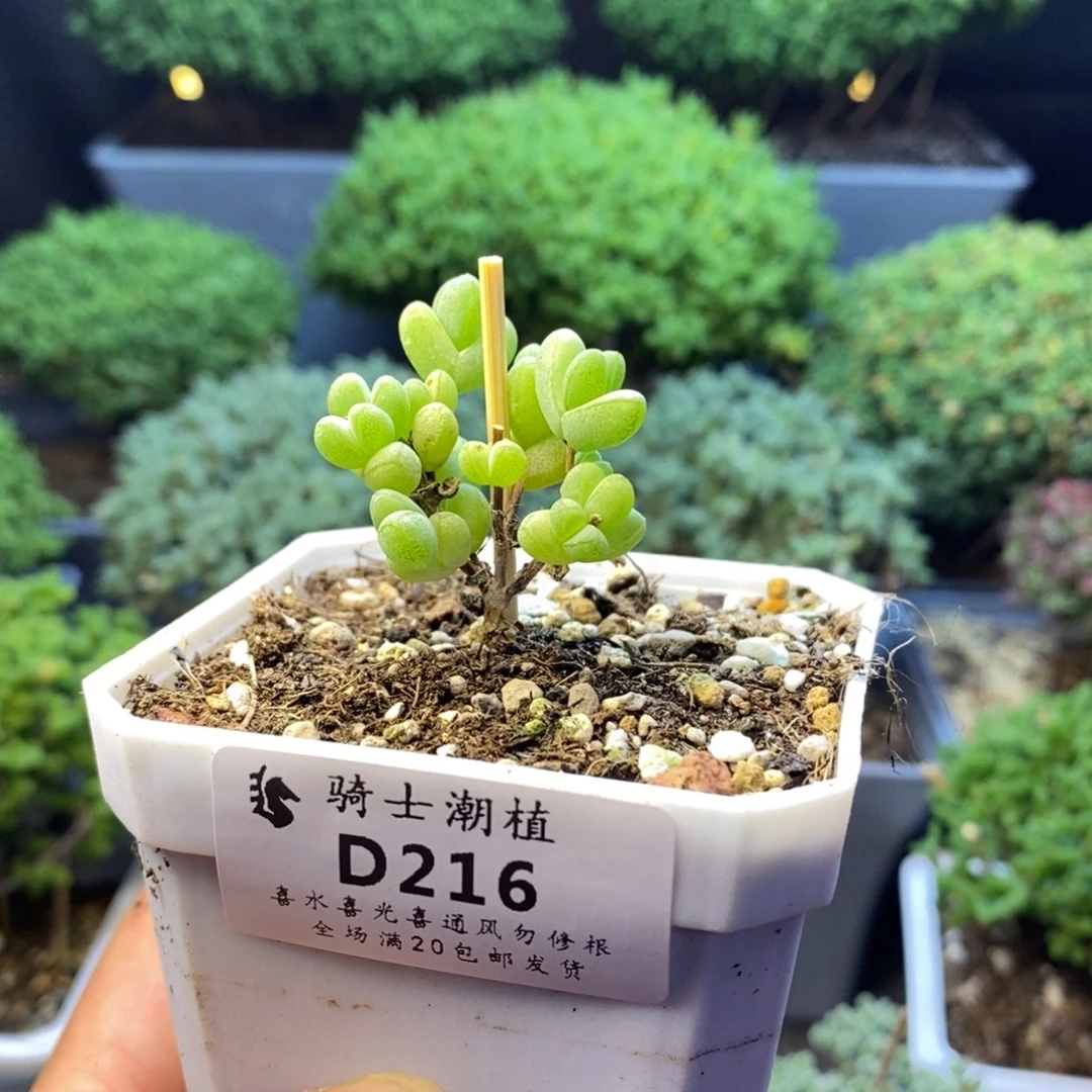 216元宝多肉植物多肉