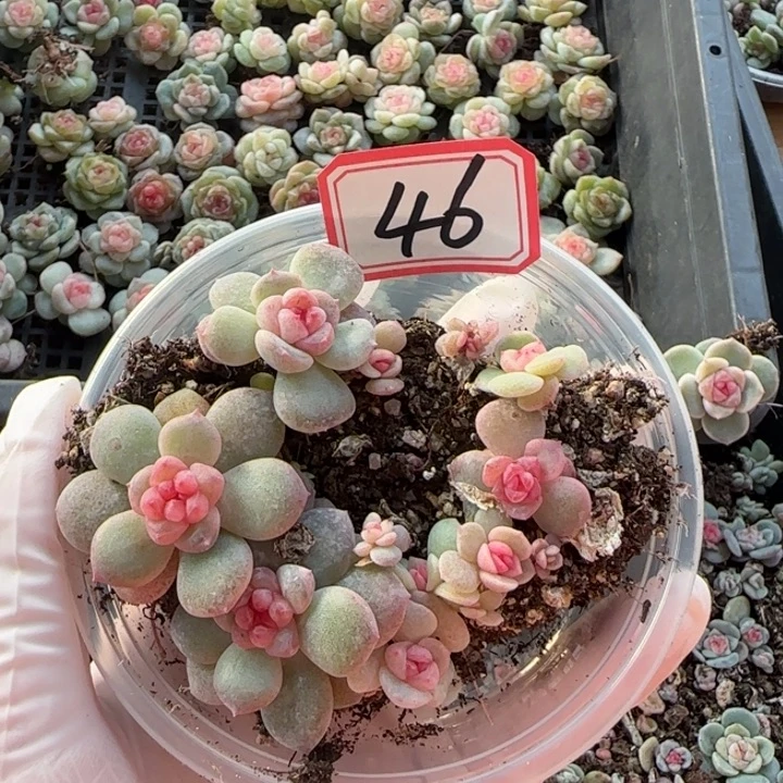 绝绝子多肉一盘46