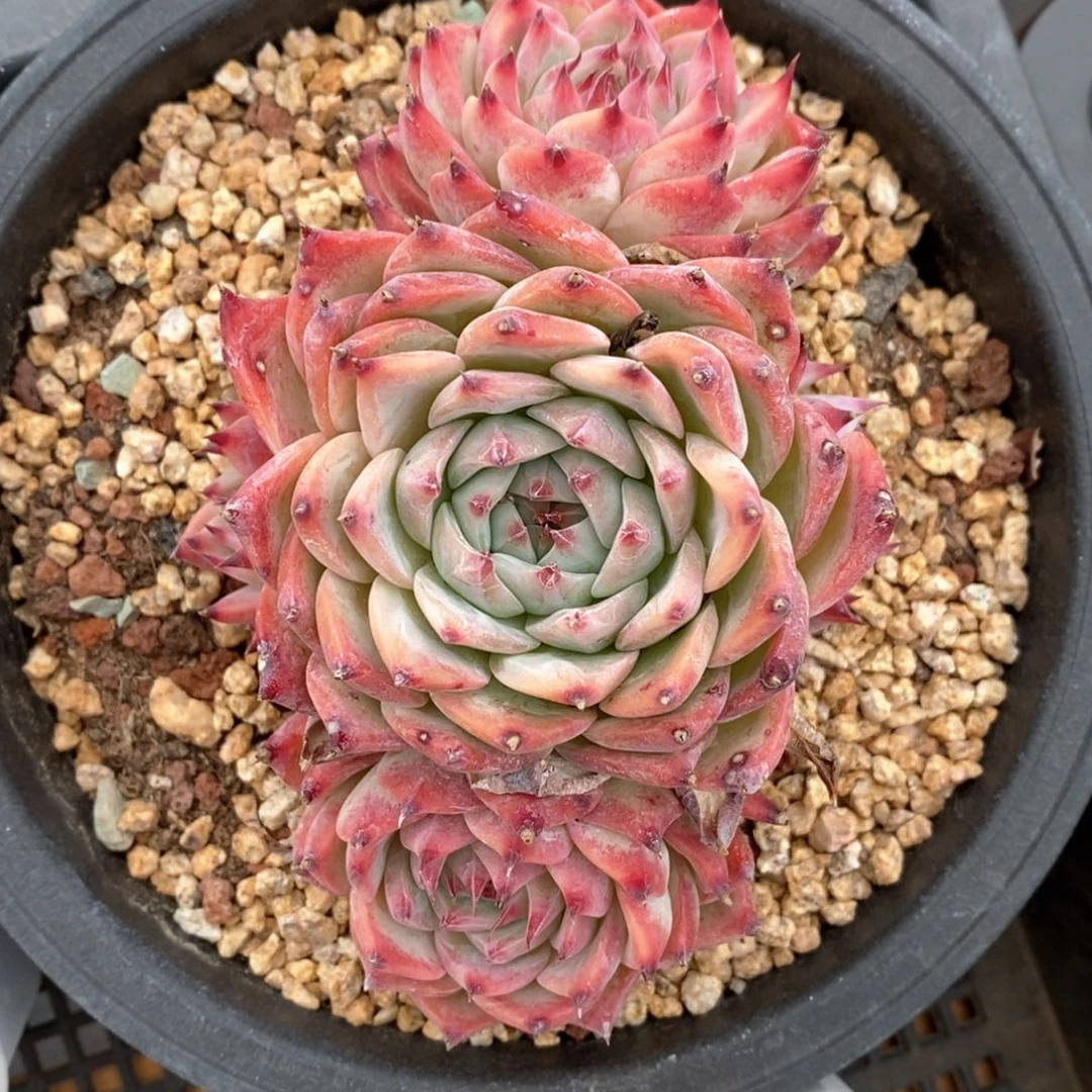 精品多肉一物一拍165