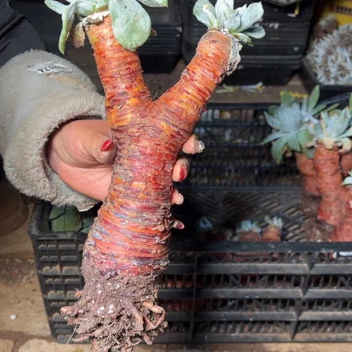 037哈哈哈哈哈哈哈