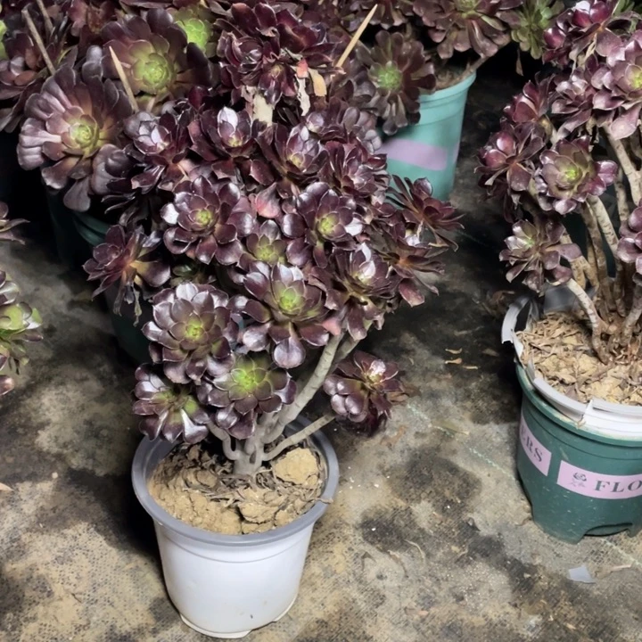 79黑法师多肉的多肉