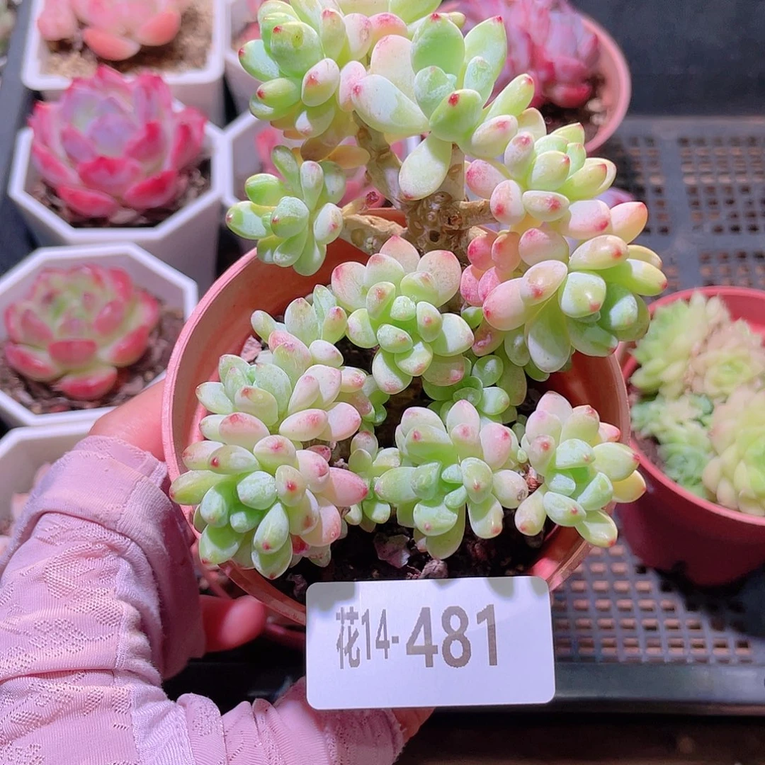花利美14-481罗琦