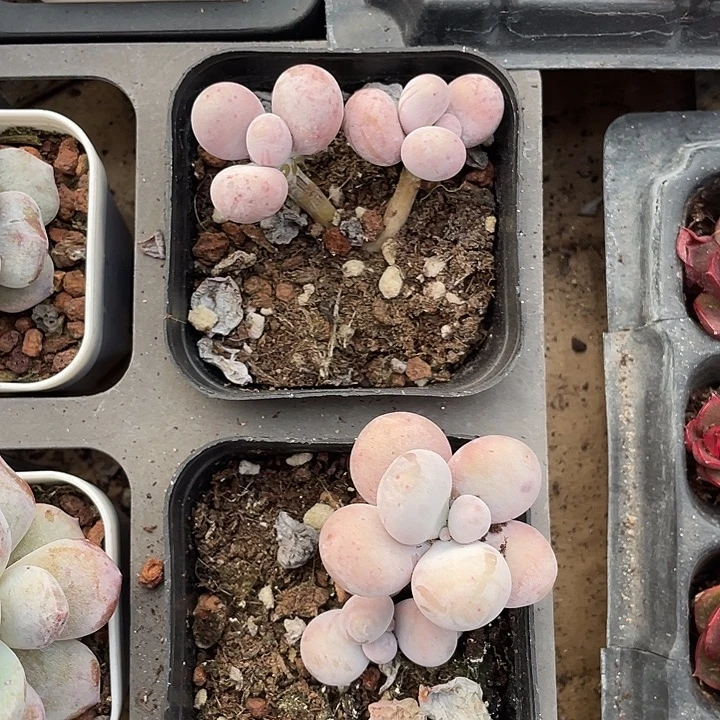 水光奶随机发满18包邮