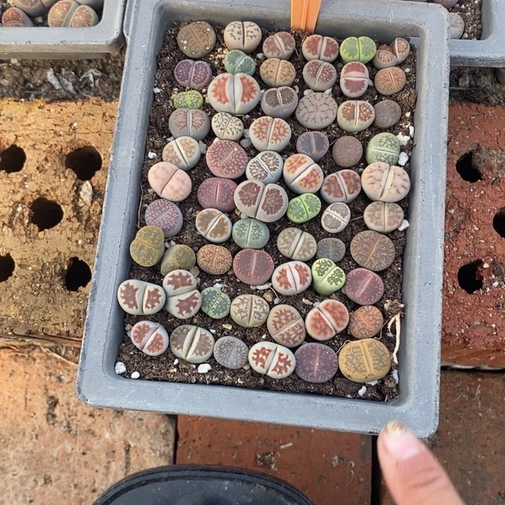 翁***翁生石花等植物的生长339