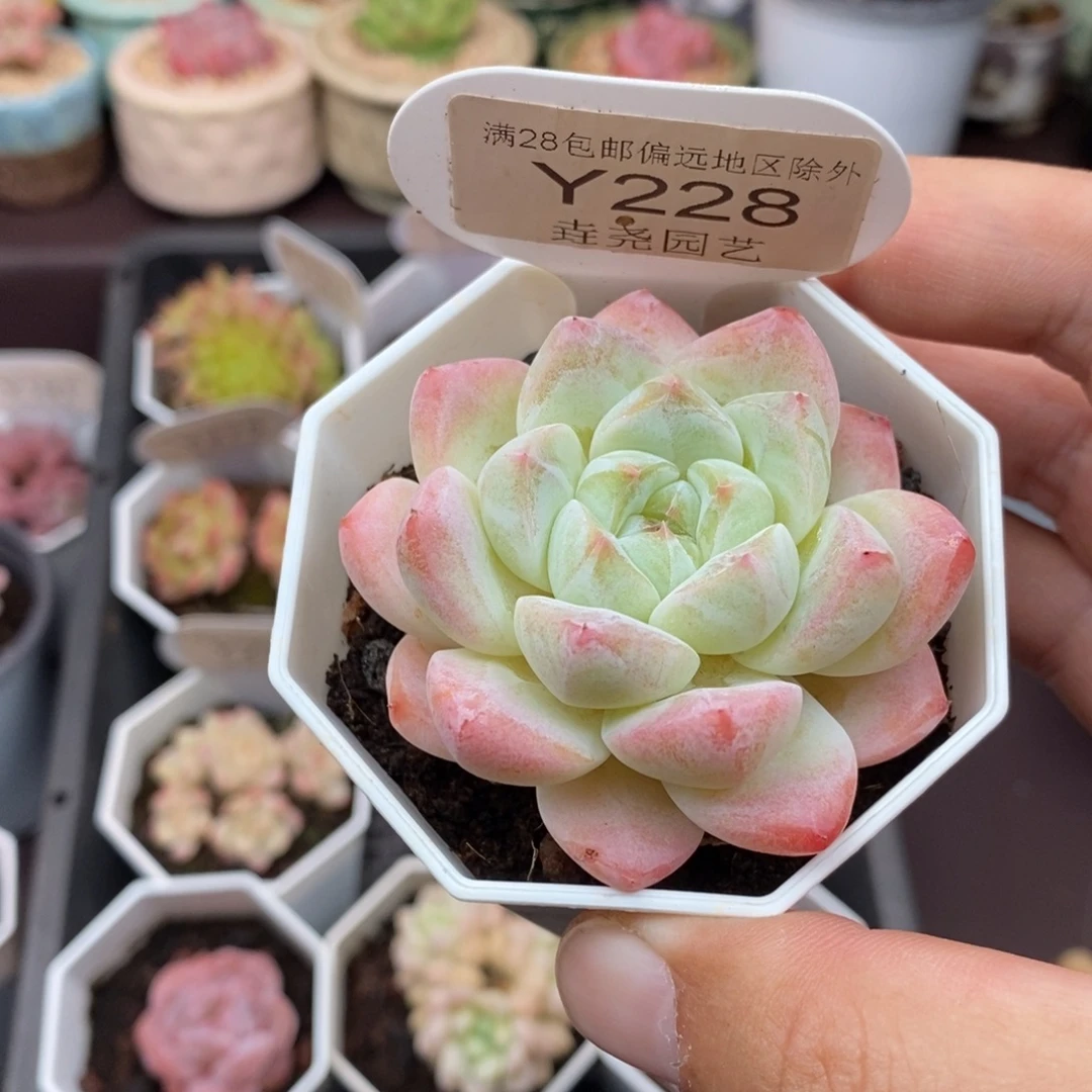 0228 冰玉杂 5.5cm