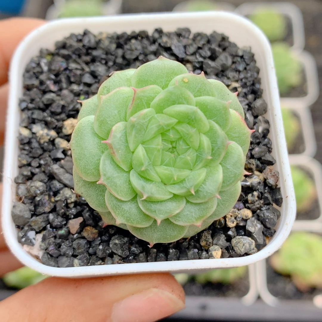 58包邮 群生不包整83