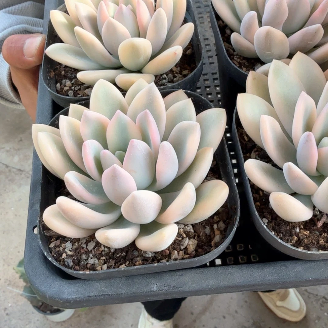 奥普锦郑州场多肉33.8