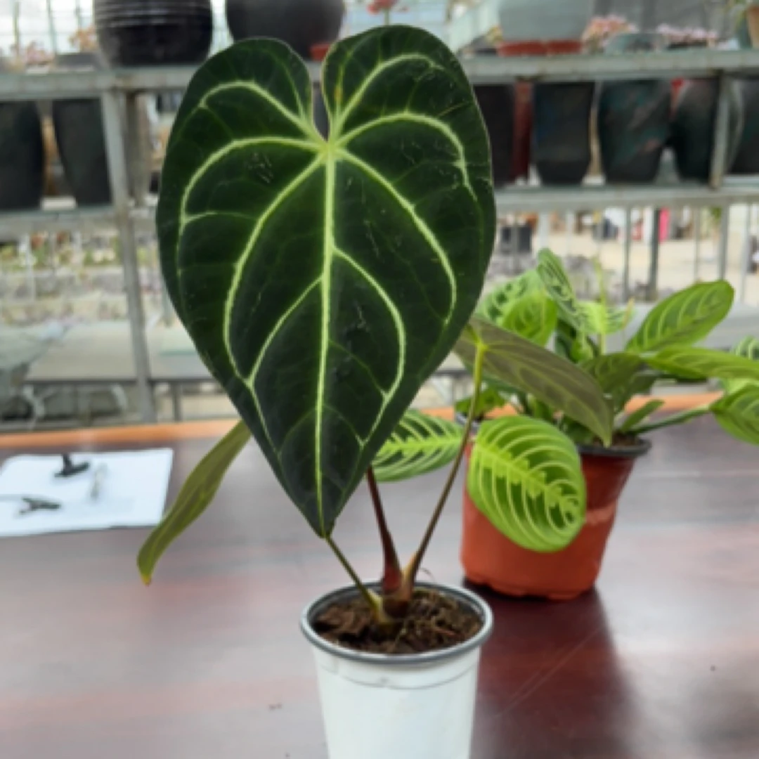 帝王花烛网红室内好养耐看观叶绿植