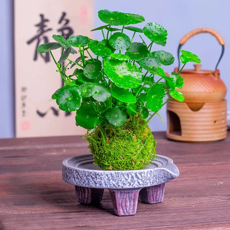 铜钱草种子水培办公室盆栽花卉绿植金钱草绿萝吊兰植物泡沫箱种植