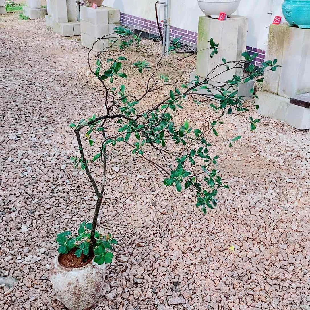 海岛春花一物一拍