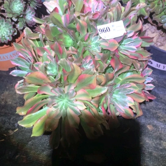 多肉植物光辉960