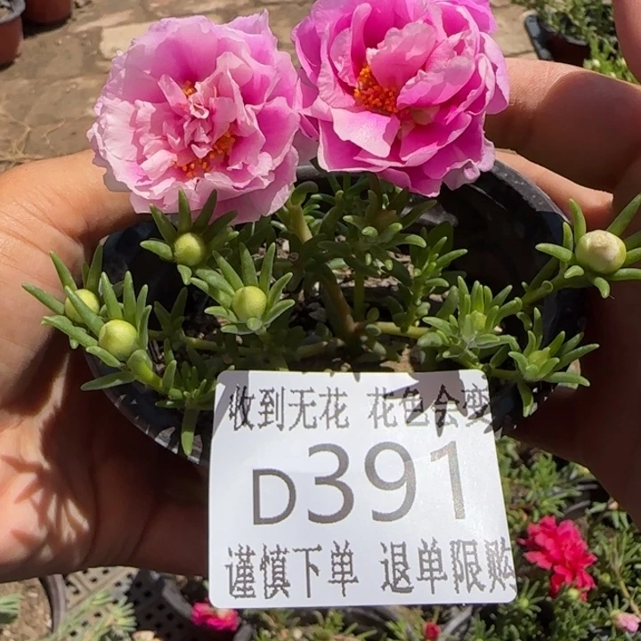 无花朵D391超小苗盆口10cm
