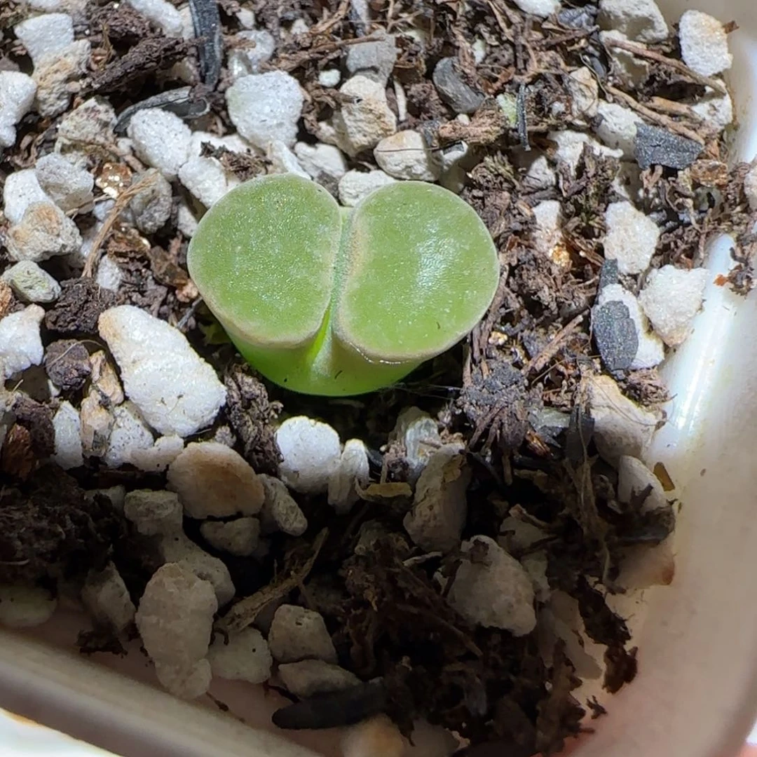 肉锥多肉植物百科-磁铁1685