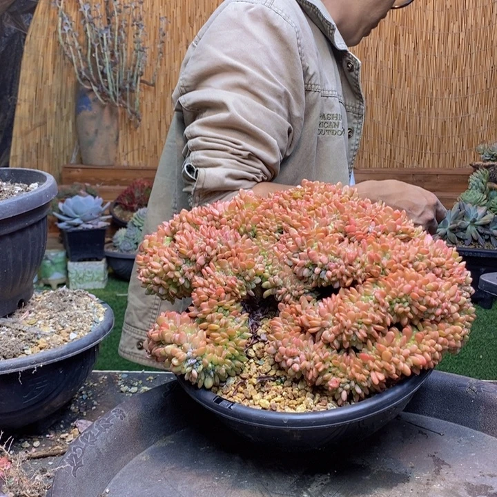 填***字296号玛瑙多肉植物