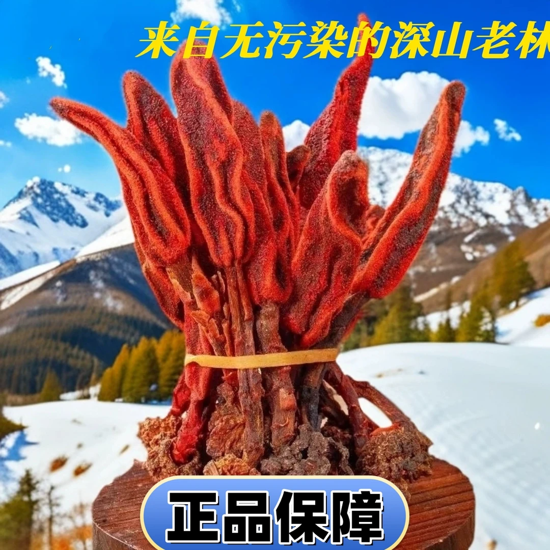 云南高原回根春草根顶天柱老根草枞蓉足龄根茎自然农产品老根泡水